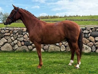 Dressyr hästar till salu i Tollarp - Annons 1