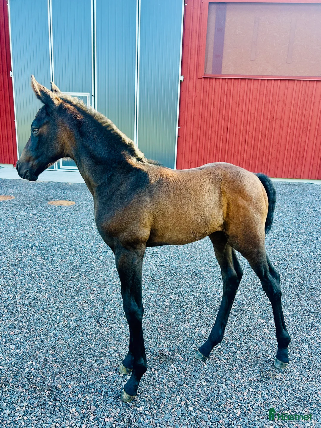 Hoppning hästar till salu: Skynda fynda framtidshopp med toppmöderne 🌟 i Söderköping - Annons 3