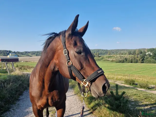 hästar till salu: Grållan vill bli pensionär - Annons 2