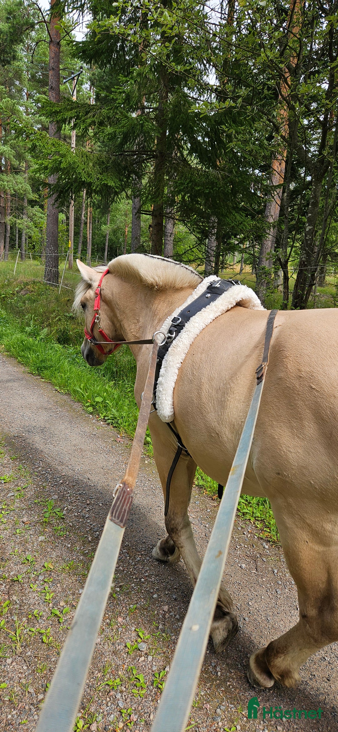 Allround hästar till salu: Lothar, världens bästa häst ♡ i Söderköping - Annons 3