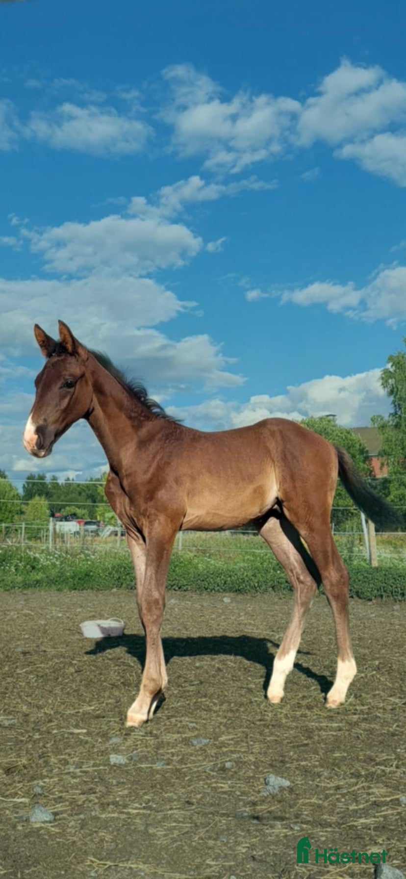  hästar 🌟Armani🌟  - Annons 1
