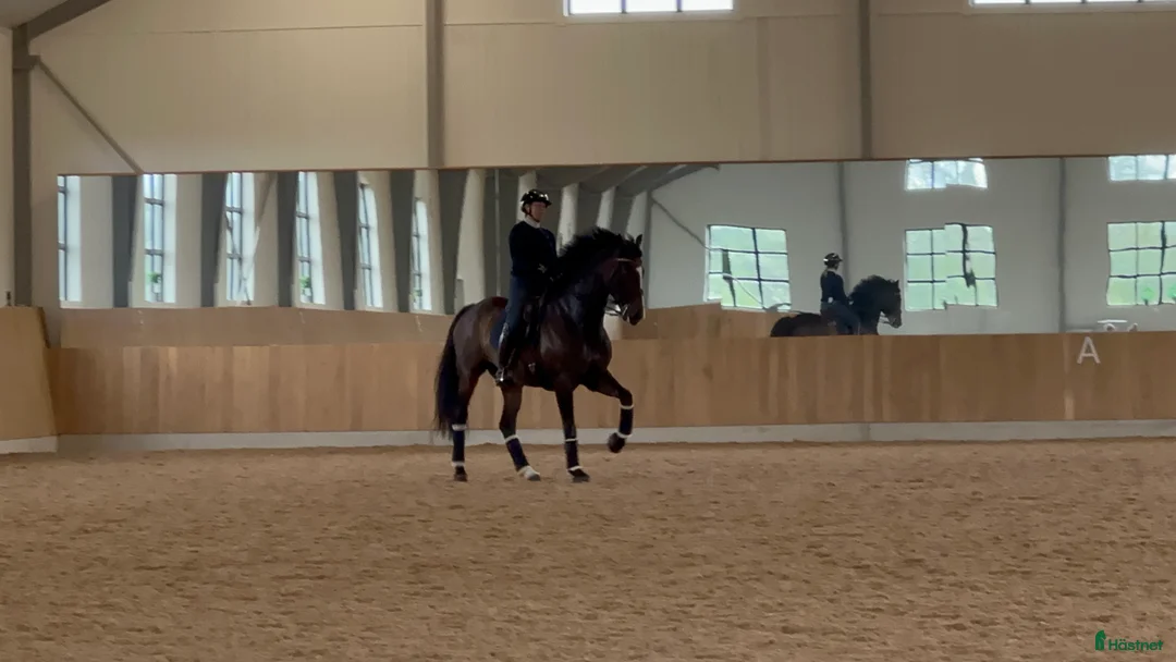 Dressyr hästar till salu: Välutbildad val - Annons 1