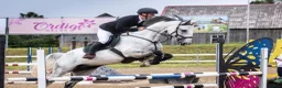 Hoppning hästar till salu: 5 årig valack i Flyinge - Annons 1