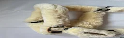 Övrig Hästutrustning hästutrustning till salu: NWT Fluffgrimma ifrån Kentucky - Annons 6