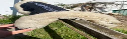 Sadeltillbehör hästutrustning till salu: Fårskinnspadd  - Annons 3