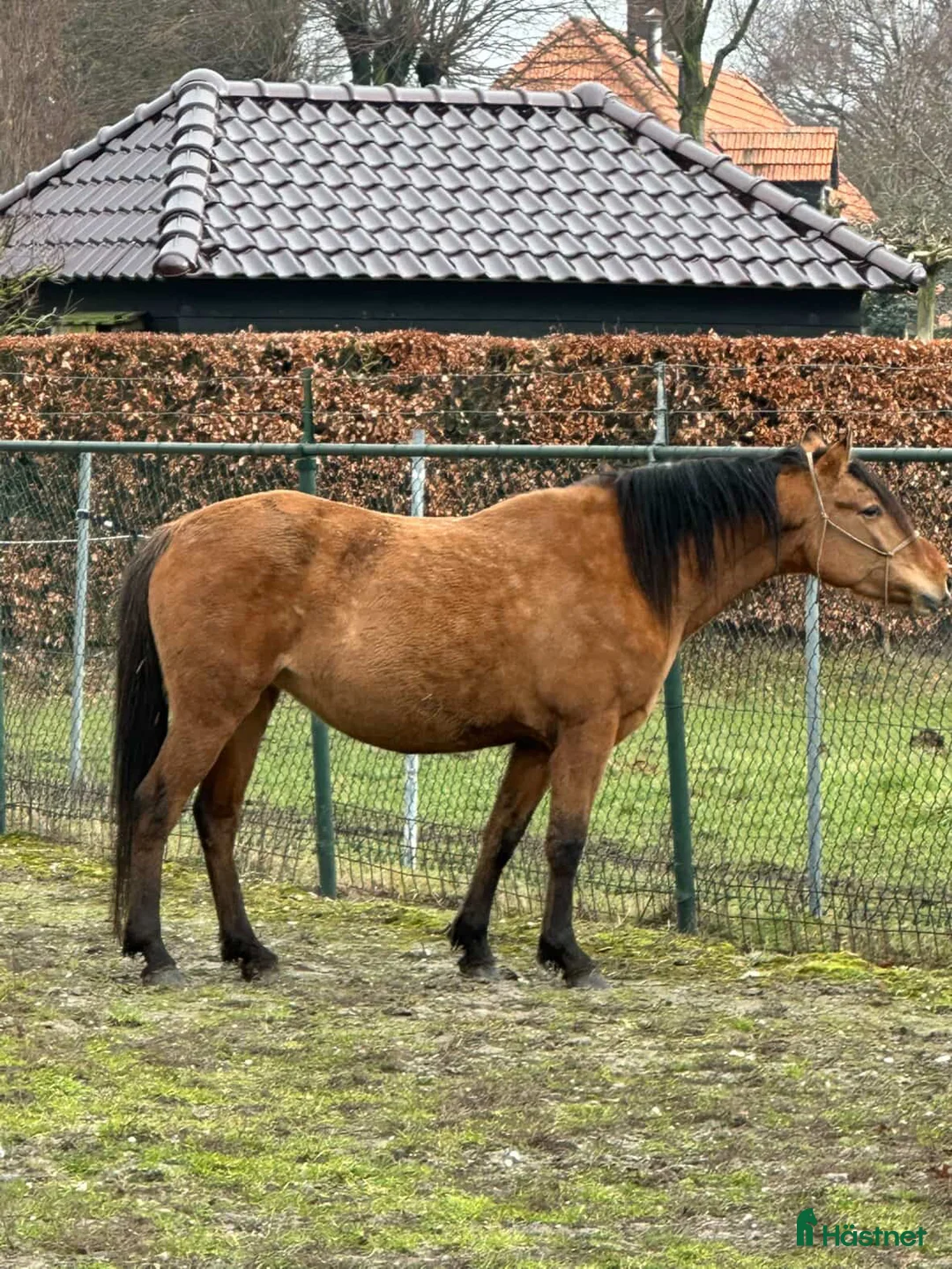 Allround hästar till salu: Kigermustang föl väntas  - Annons 4