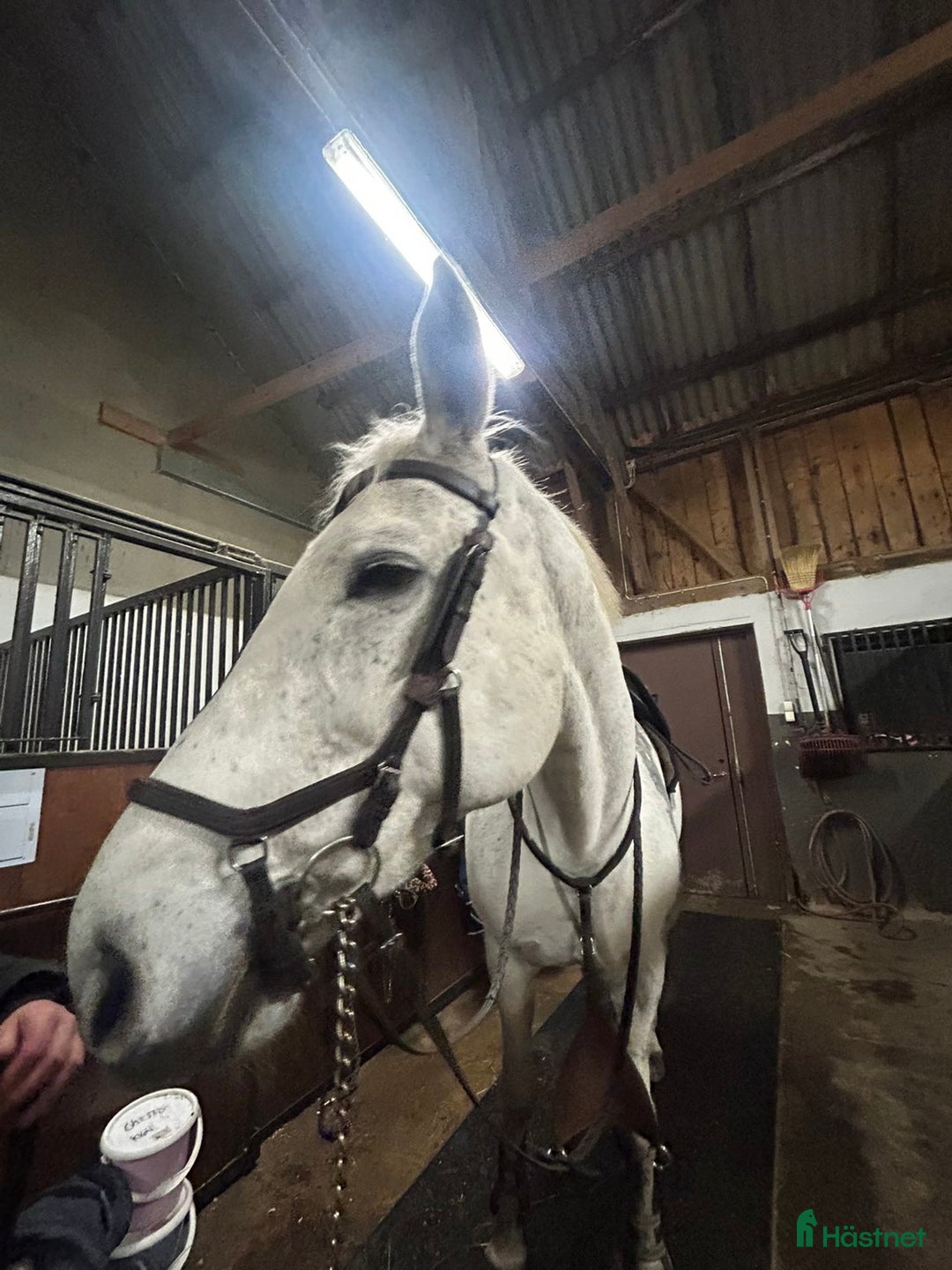 Träns hästutrustning till salu: Brunt micklem träns  i Heberg - Annons 3