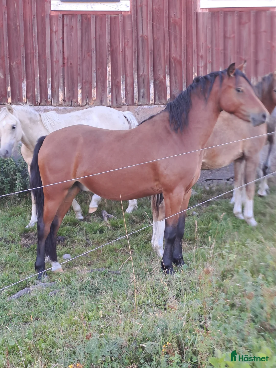 Allround hästar till salu: Welsh valack i Tidaholm - Annons 3