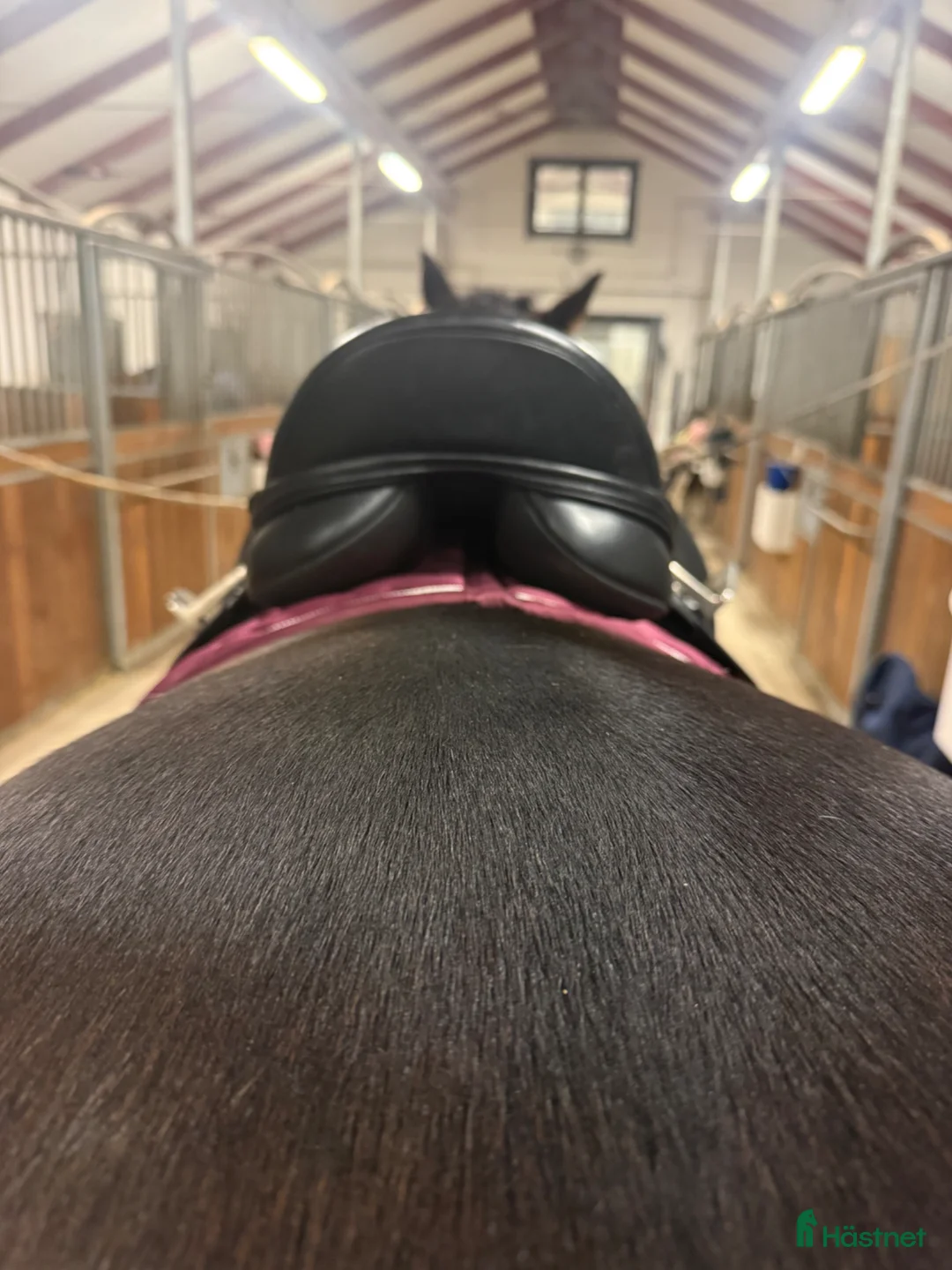 Sadlar hästutrustning till salu: Thorowgood t8  - Annons 3