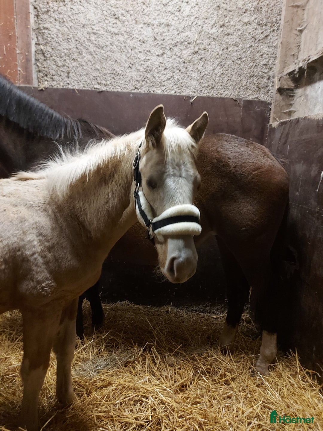 Allround hästar till salu: Hingstunge med utstrålning.  i Falköping - Annons 4