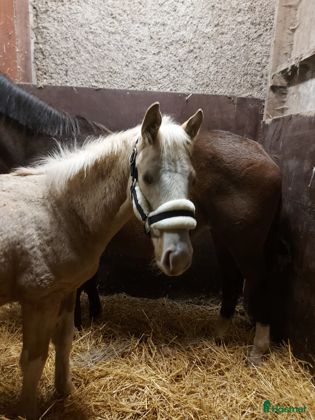 Allround hästar till salu: Hingstunge med utstrålning.  i Falköping - Annons 4
