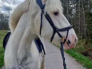 Allround hästar till salu: Mor/dotter eller ridskola - Annons 1