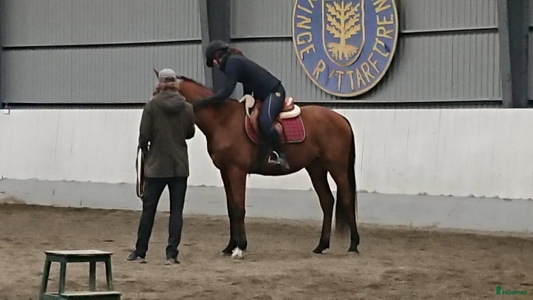  hästservice finnes: Inridning/Utbildning/omskolning - Annons 3