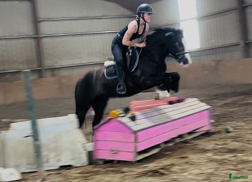 hästar Lovely gelding 140cm - Annons 7