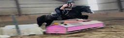 Allround hästar till salu: Lovely gelding 140cm - Annons 1
