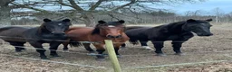  stallplats finnes: Lösdrift - Annons 7