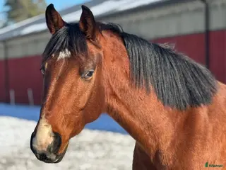 hästar Trevlig valack SWB ev byte - Annons 11