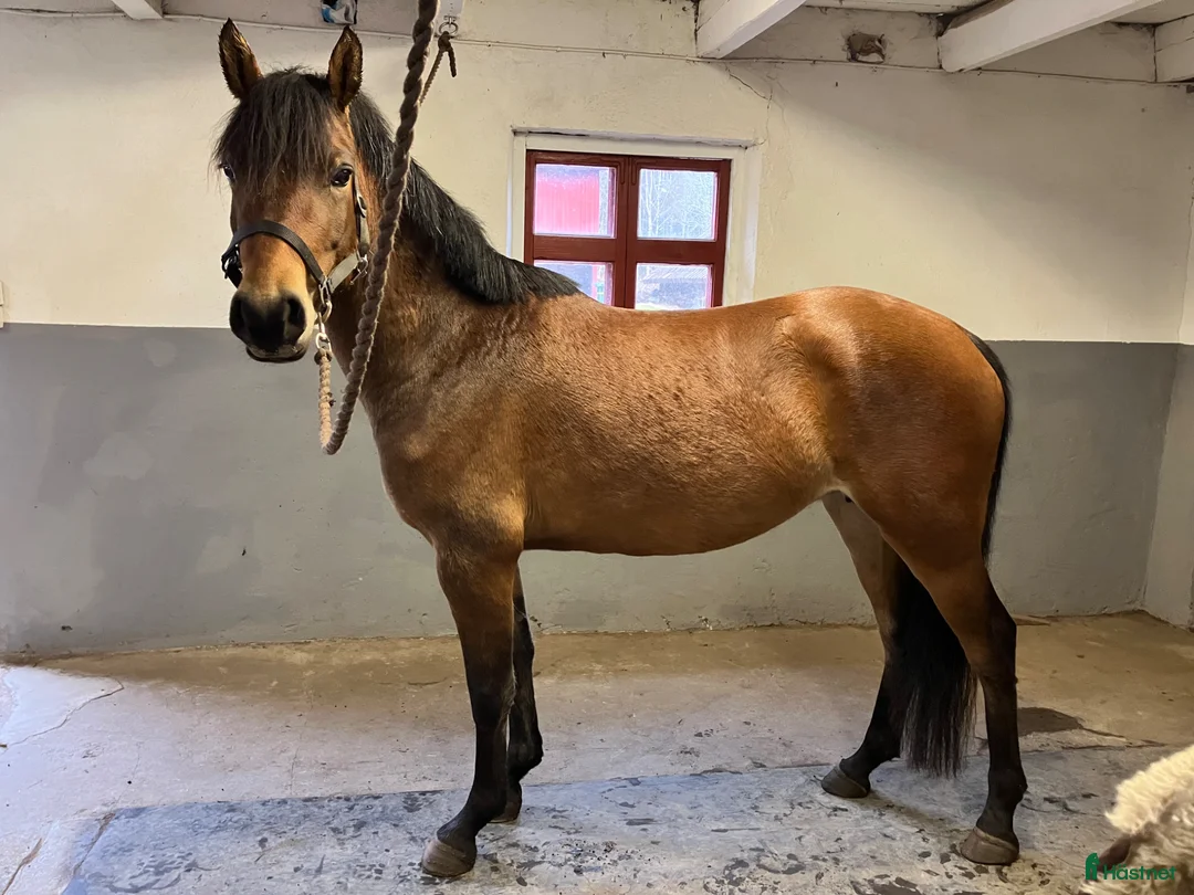 Allround hästar till salu: New Forest - Annons 1