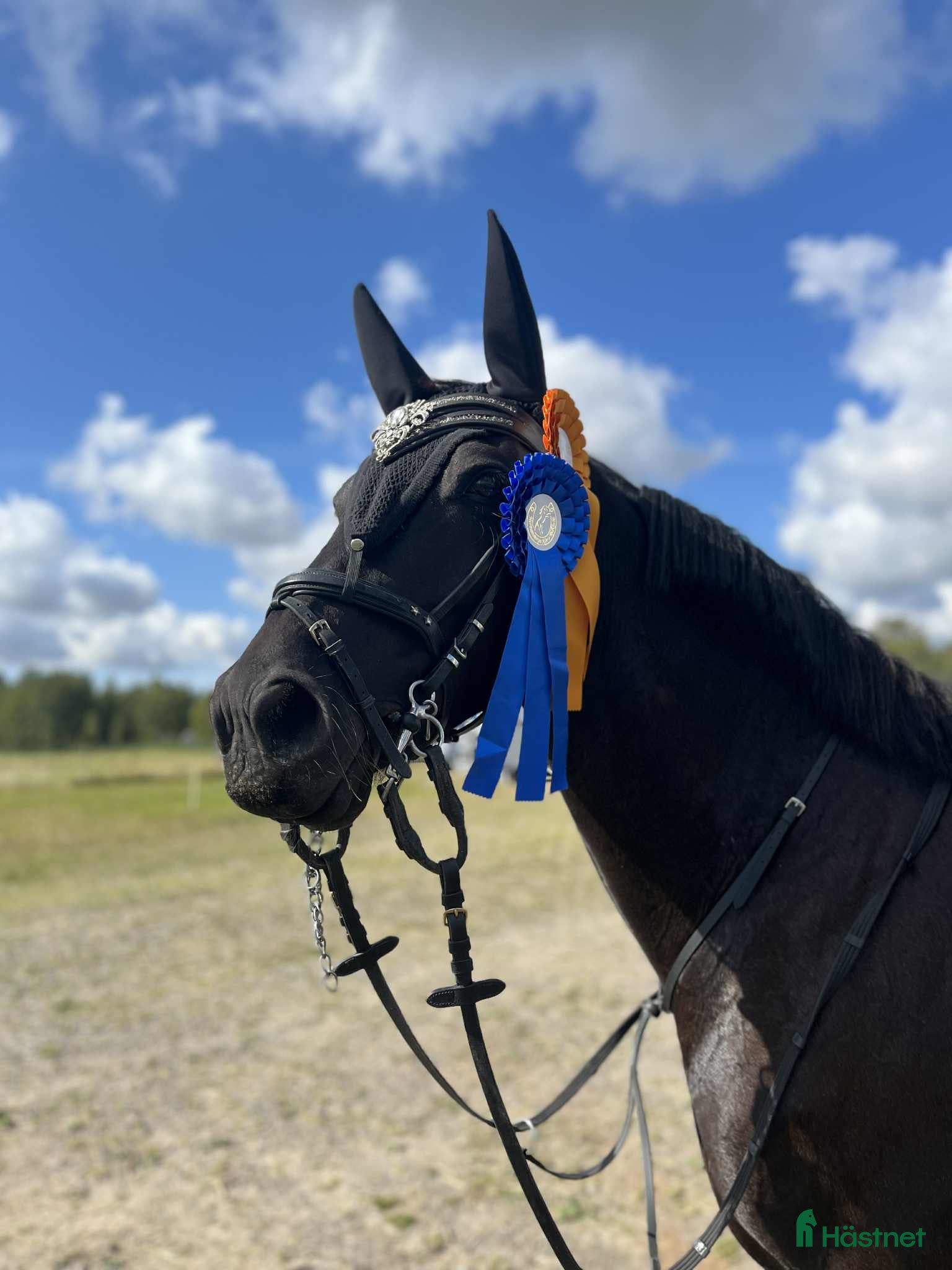  hästar Stjärna till salu i Steninge - Annons 1