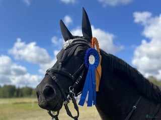 Hoppning hästar till salu: Stjärna till salu i Steninge - Annons 2