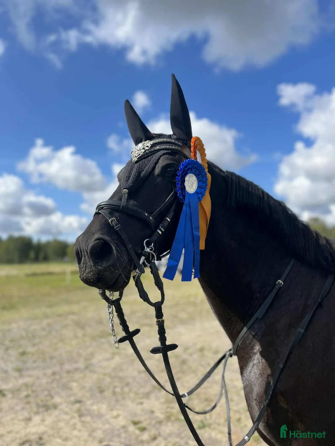 Hoppning hästar till salu: Stjärna till salu i Steninge - Annons 1