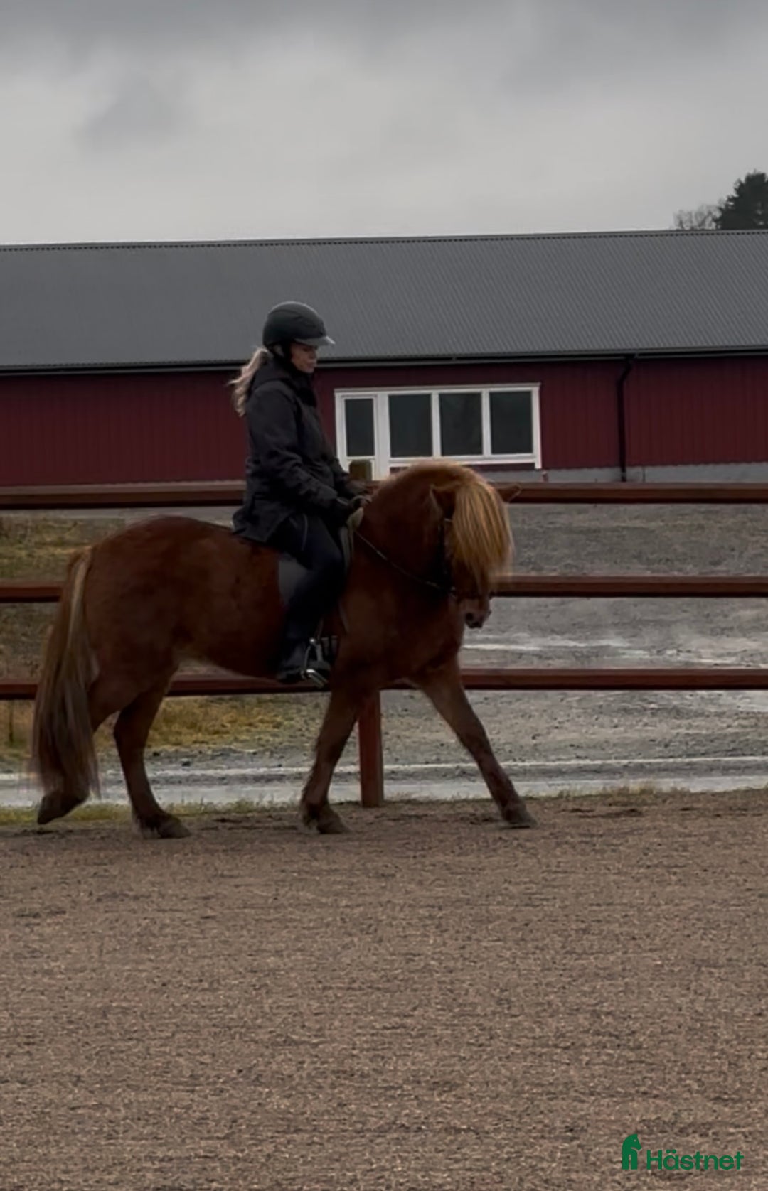 Island hästar till salu: Underbart ungsto! i Skepplanda - Annons 5