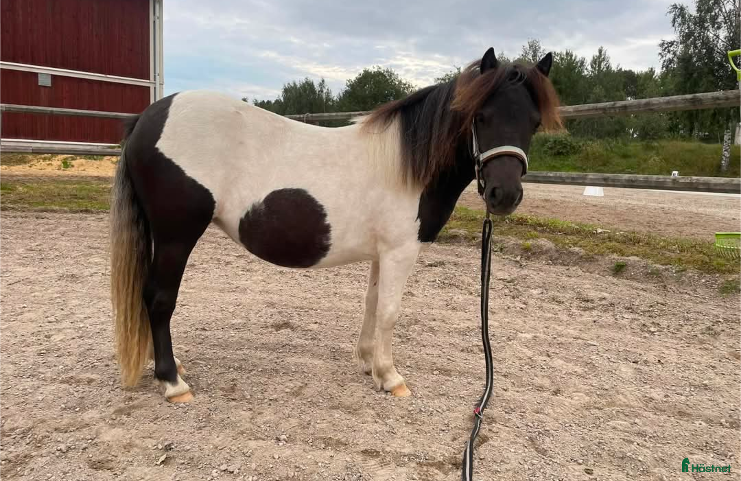 Allround hästar till salu: Blivande superallround tjej i Edsbyn - Annons 4