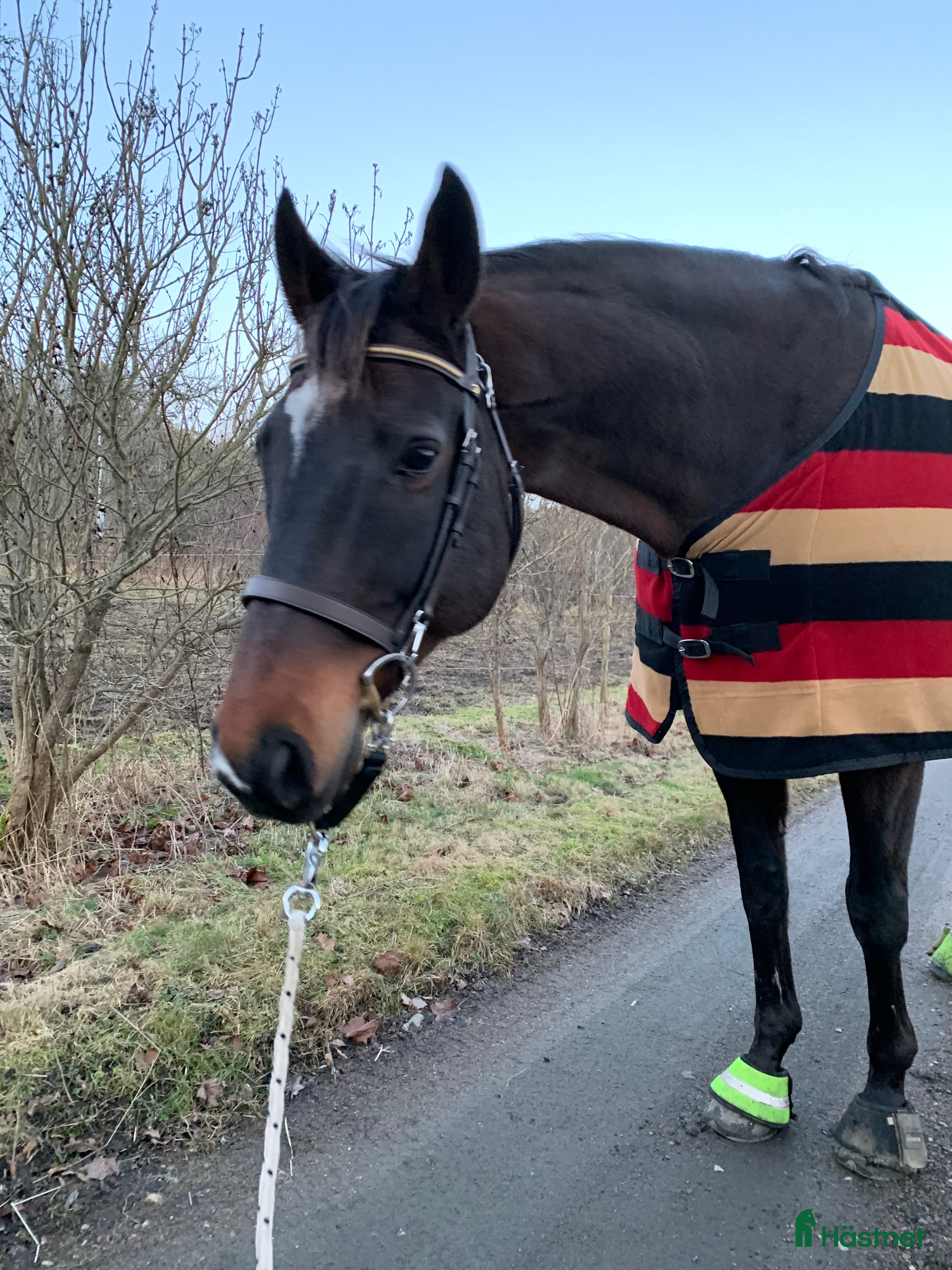 Träns hästutrustning Dyon träns i brunt i Särö - Annons 16