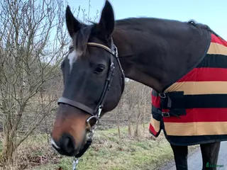 Träns hästutrustning Dyon träns i brunt i Särö - Annons 16