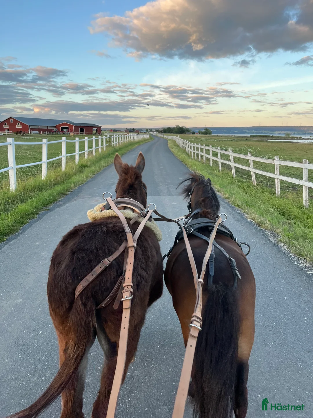 Allround hästar till salu: Sto för körning  i Ringarum - Annons 6