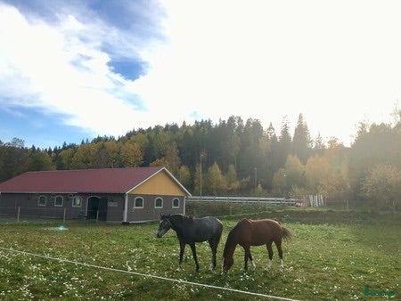  stallplats Lediga stallplatser utanför Åtvidaberg  - Annons 2