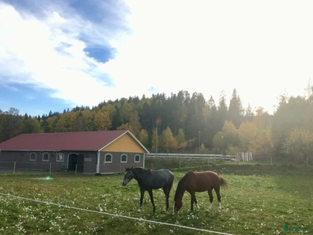  stallplats finnes: Lediga stallplatser utanför Åtvidaberg  - Annons 2