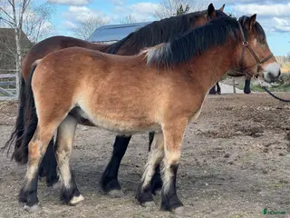 hästar Ettårshingst - Annons 18