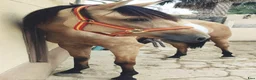 Dressyr hästar till salu: Tre st underbara PRE hästar 🇪🇦 i Knivsta - Annons 5