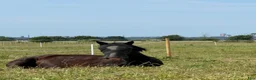  stallplats finnes: Lösdriftsplats för sto - Annons 3