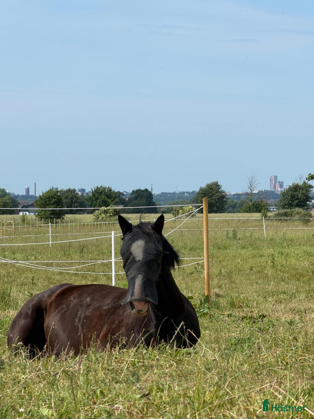  stallplats finnes: Lösdriftsplats för sto - Annons 3