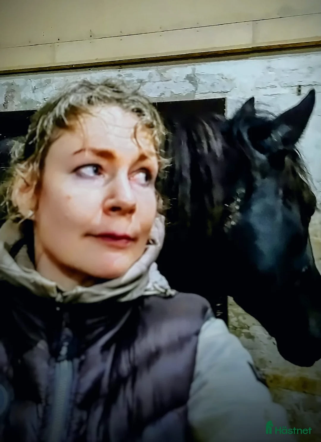 Galopp hästar sökes: Söker sto :halvblod eller fullblod projekt  - Annons 4