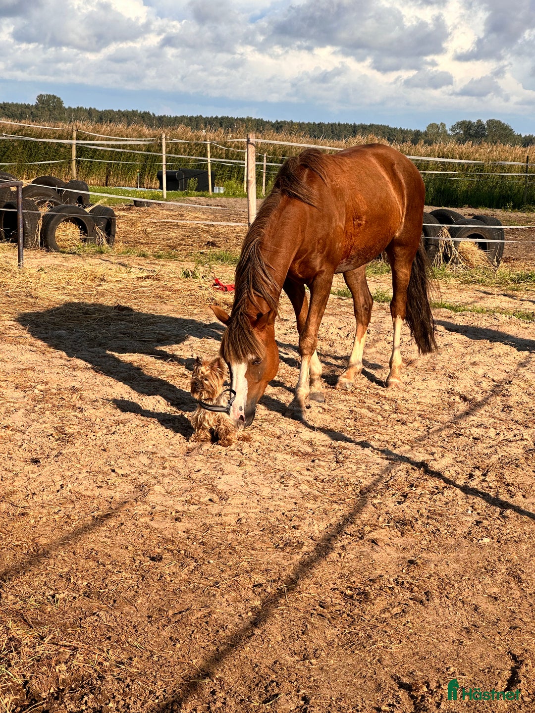 Galopp hästar till salu: Pony showjumping i Bräkne-Hoby - Annons 13