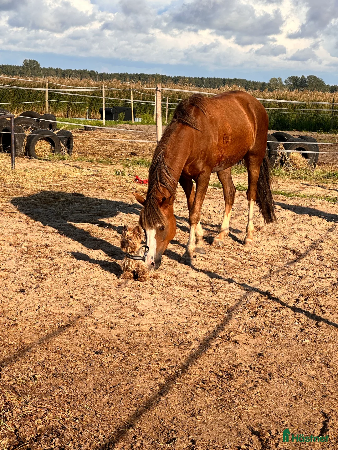Galopp hästar till salu: Pony showjumping - Annons 13