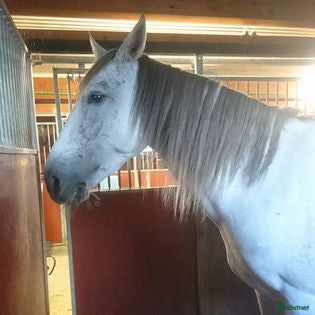  hästar Trevlig pre, skulle nog funka på ridskola med. - Annons 13