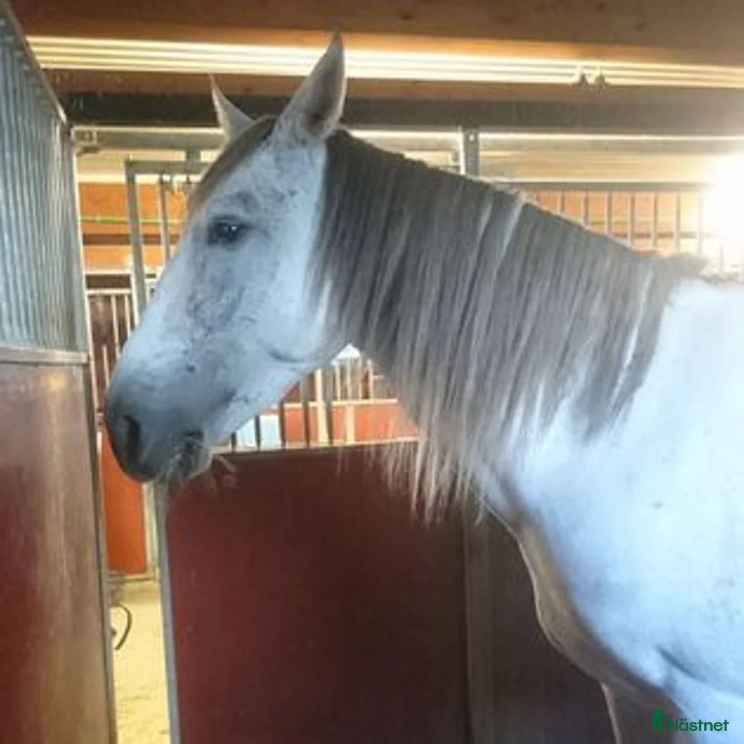 Allround hästar till salu: Trevlig pre, skulle nog funka på ridskola med. - Annons 1