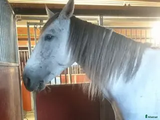 hästar Trevlig pre, skulle nog funka på ridskola med. - Annons 15