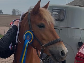 hästar Sagoprinsessa🌸💖 i Nykvarn - Annons 1