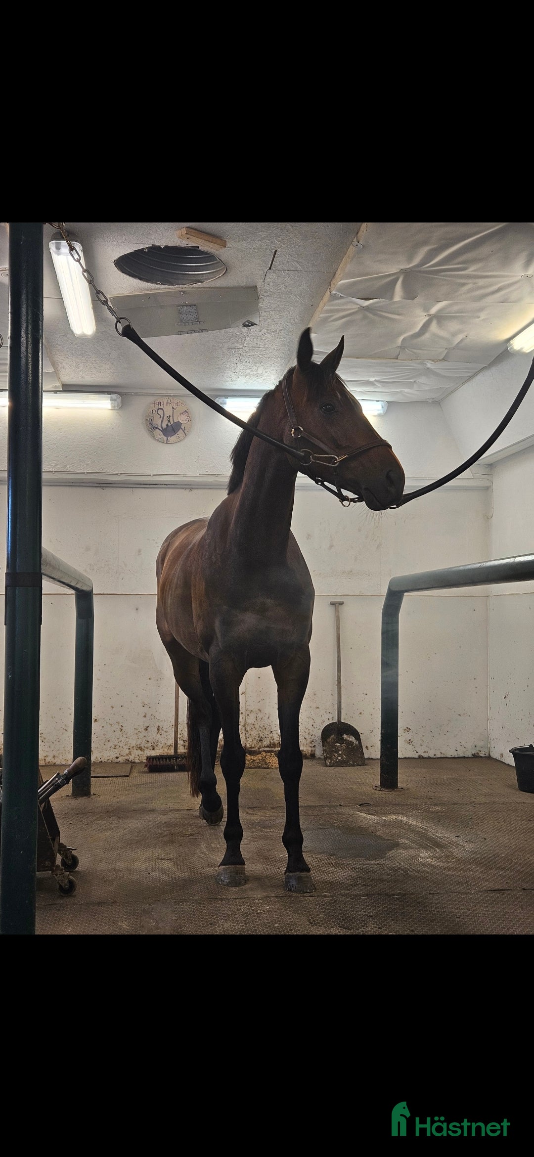 Allround hästar till salu: Lakrits i Genarp - Annons 1