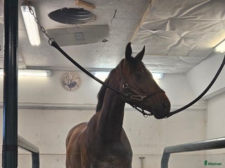 Allround hästar till salu: Lakrits i Genarp - Annons 1