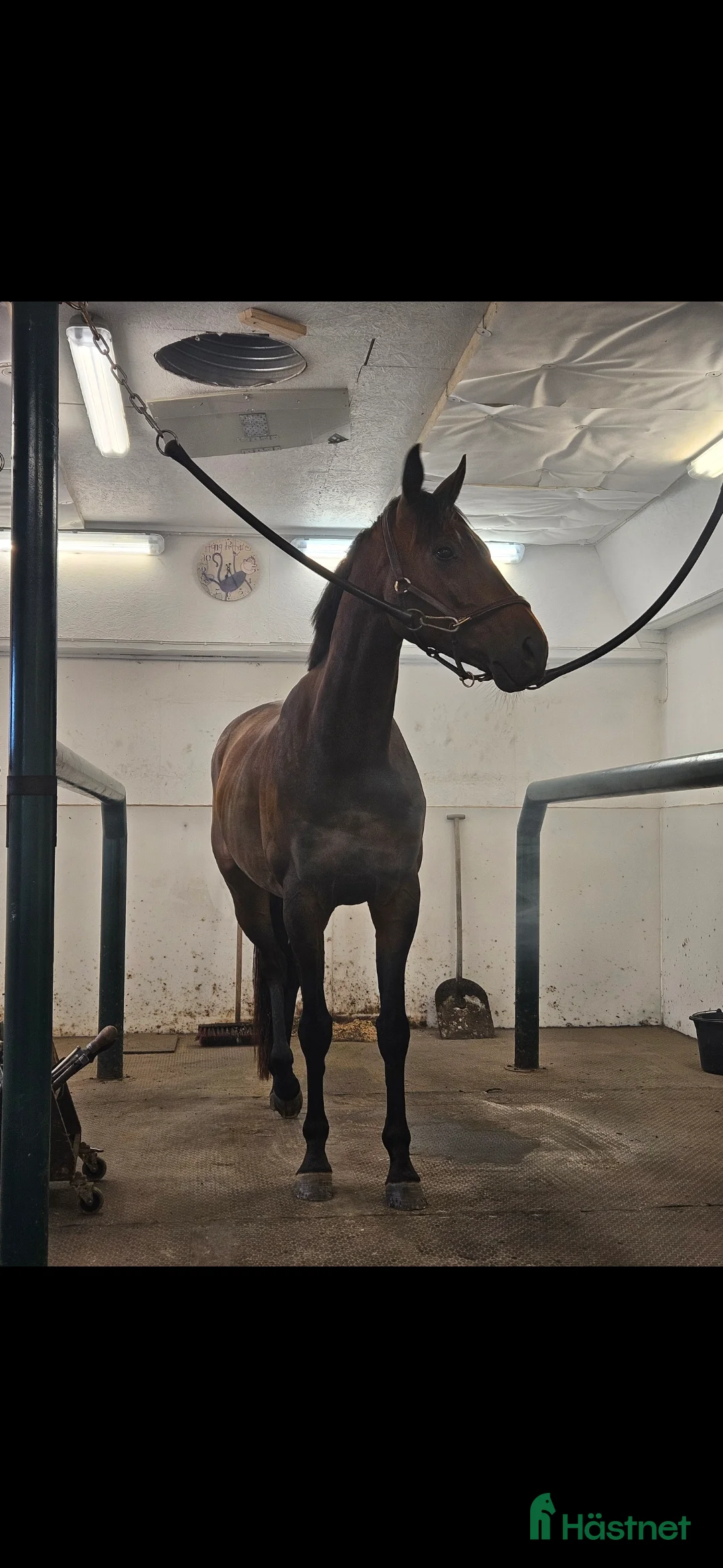 Allround hästar till salu: Lakrits i Genarp - Annons 1