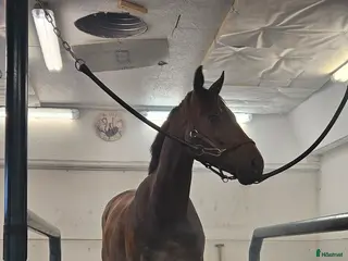 hästar Lakrits - Annons 1