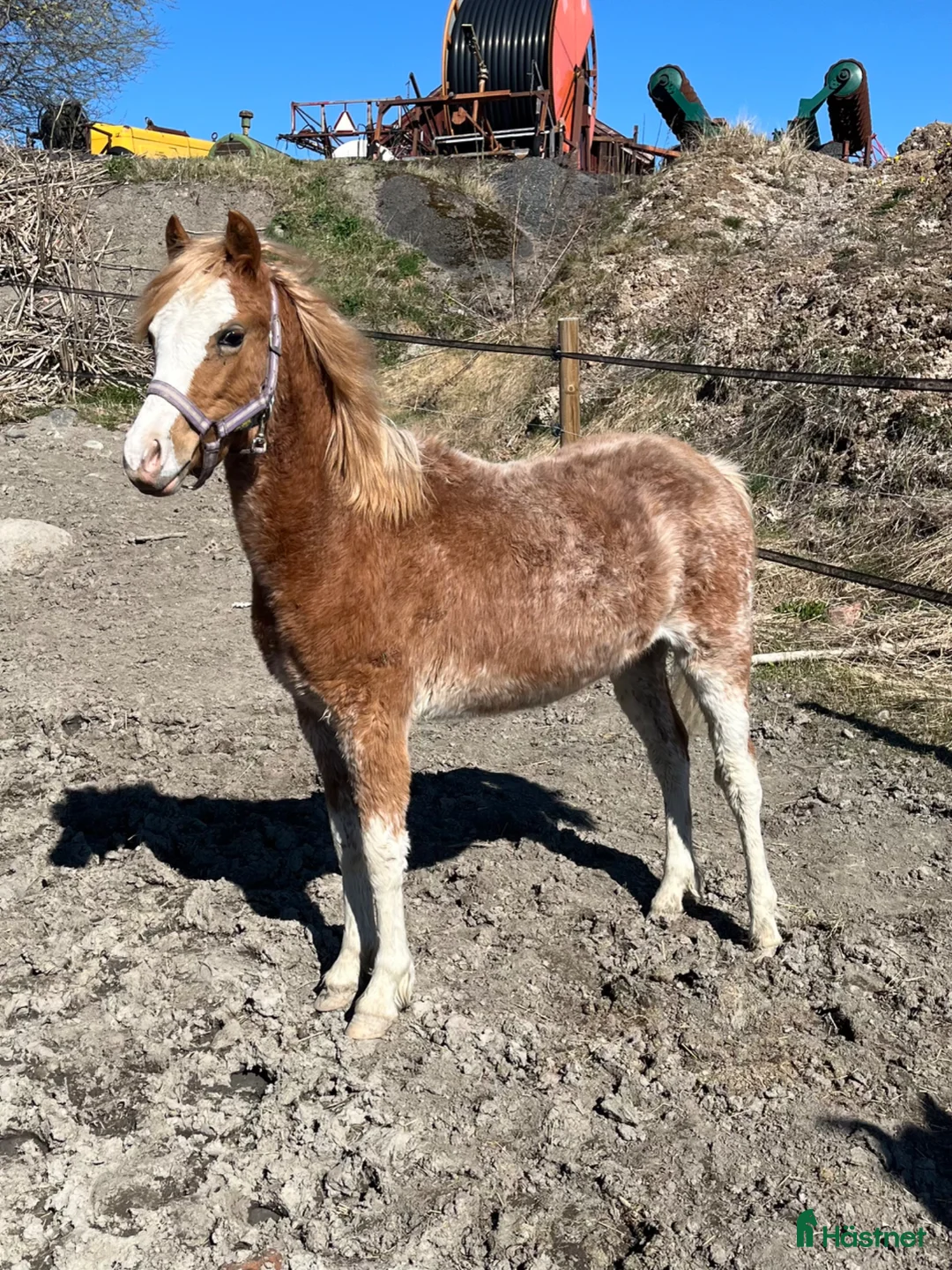 Allround hästar till salu: Fint welshmountain sto - Annons 1