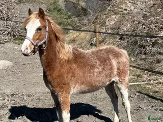hästar Fint welshmountain sto - Annons 1