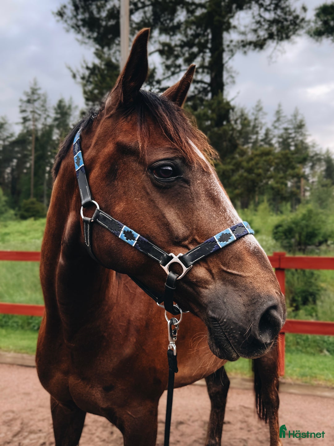 Dressyr hästar till salu: Dressyrhäst för framtiden! i Vattholma - Annons 4